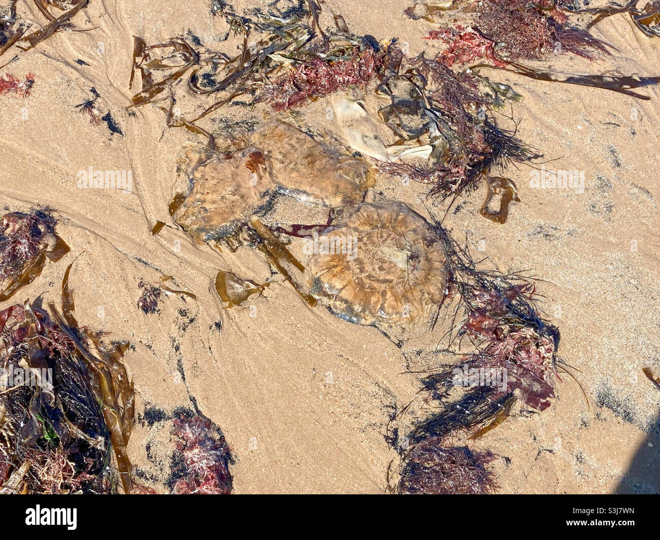 Meduse sulla spiaggia sabbiosa di Druridge Bay nel Northumberland Foto Stock