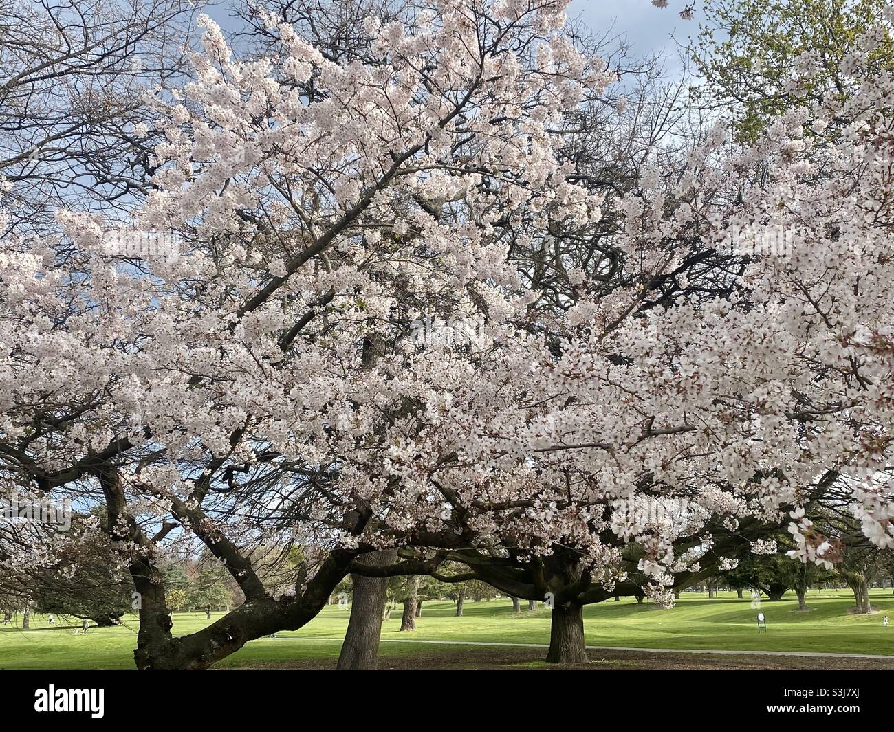 Primavera Blossom a Christchurch, Nuova Zelanda Foto Stock