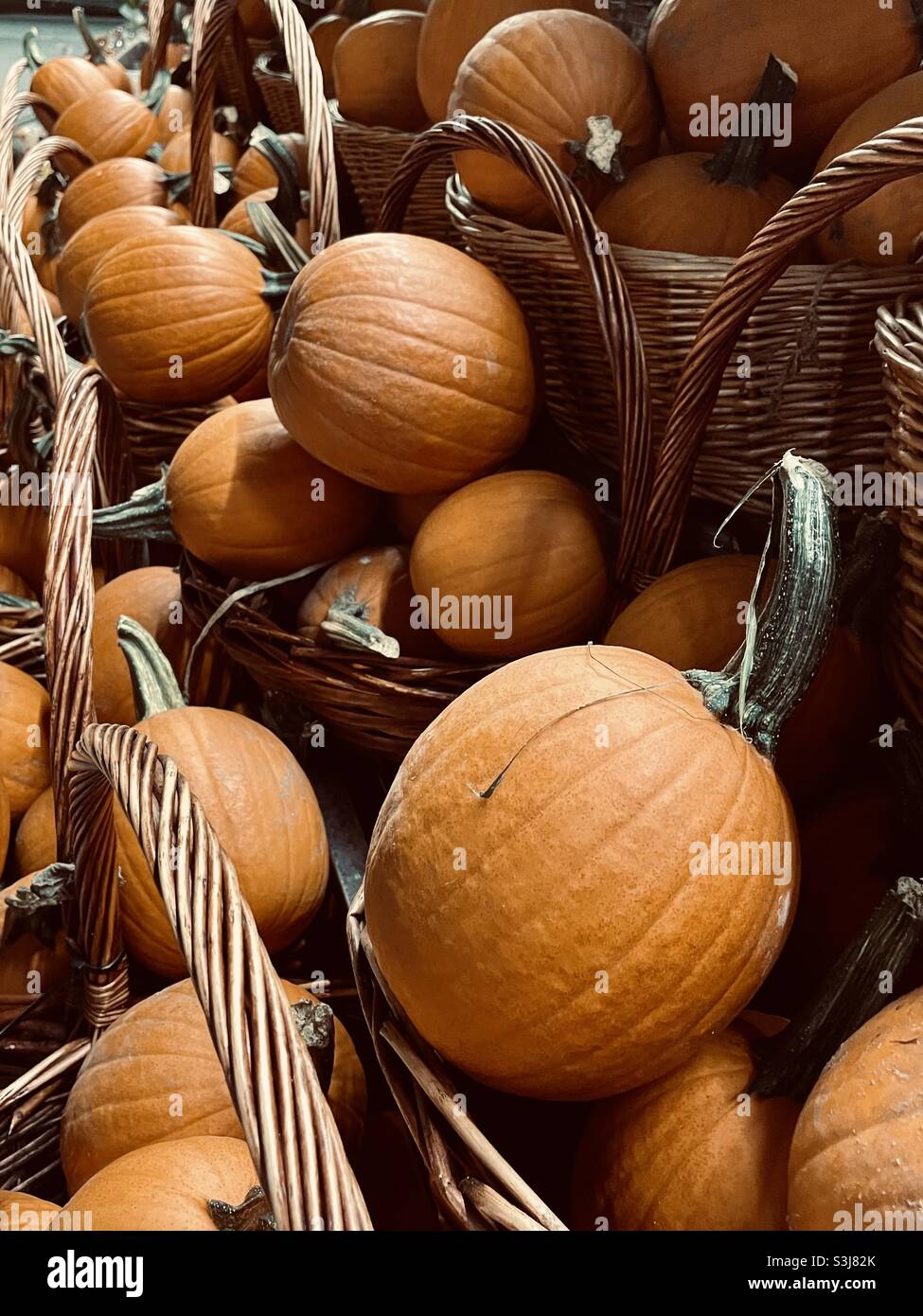 Autunno zucche per la vendita Foto Stock