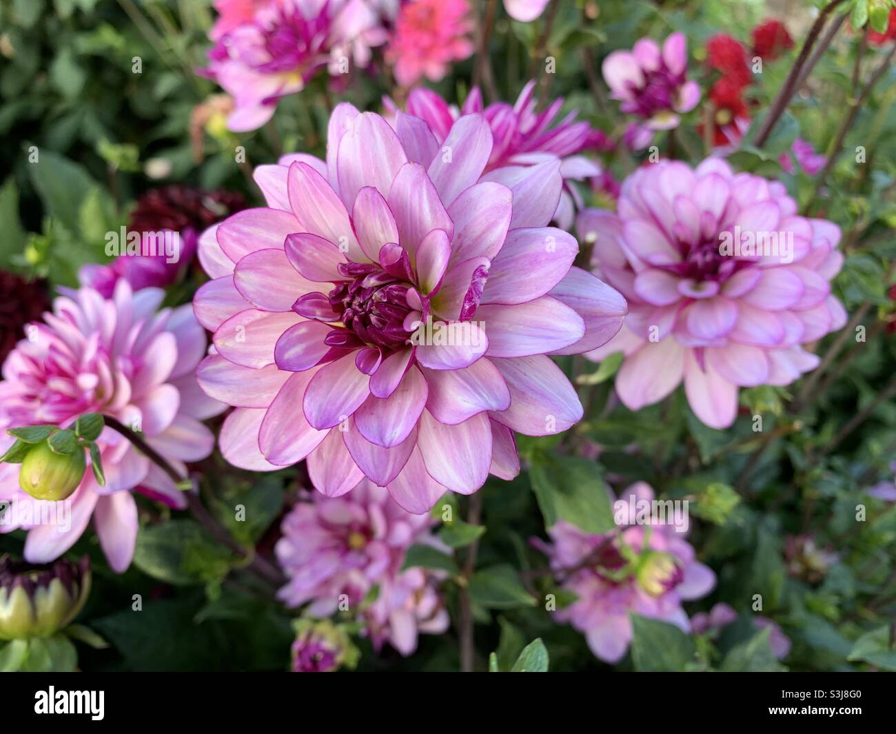 Dahlia fiori in fiore nel giardino. Foto Stock