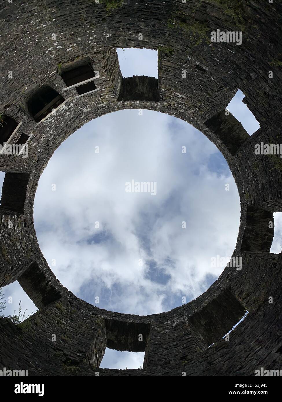 Guarda abbastanza a lungo per vedere un volto di cani Foto Stock