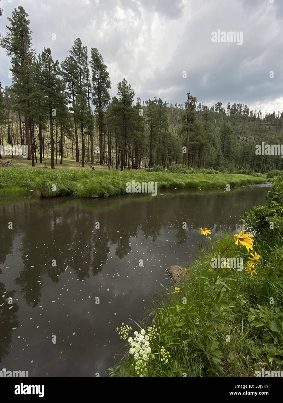 East Fork del Black River, Apache Sittgreaves National Forest, Arizona, Stati Uniti. Foto Stock