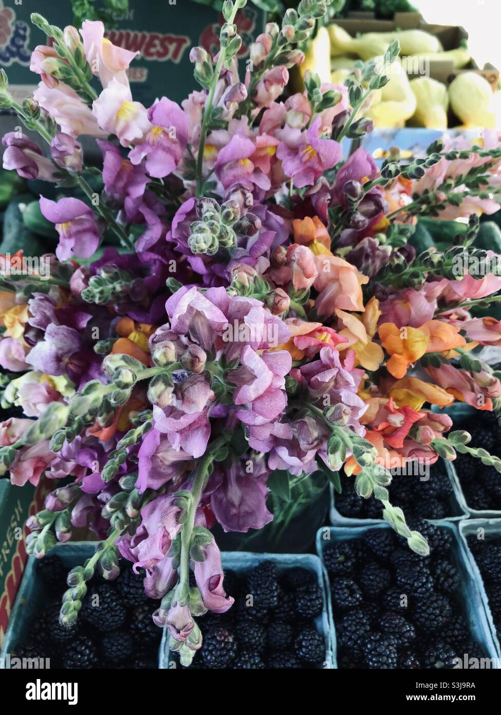 Fiori e bacche di drago a bottoncino appena raccolti. Foto Stock