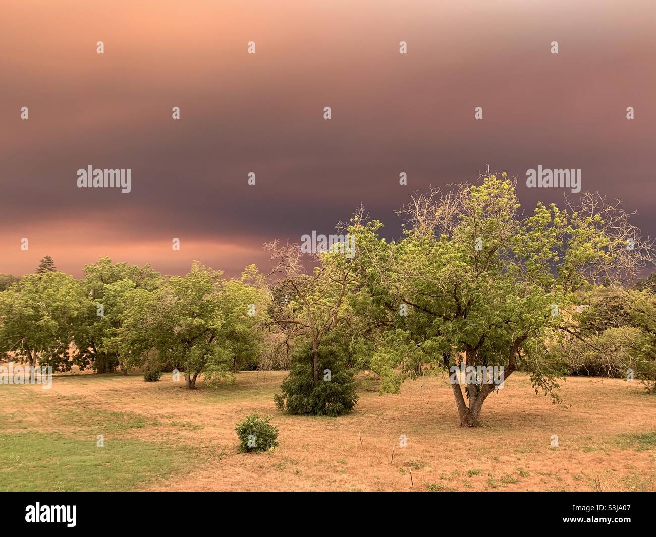 Il fumo di fauna selvatica oscura il cielo sopra un campo di erba. Foto Stock
