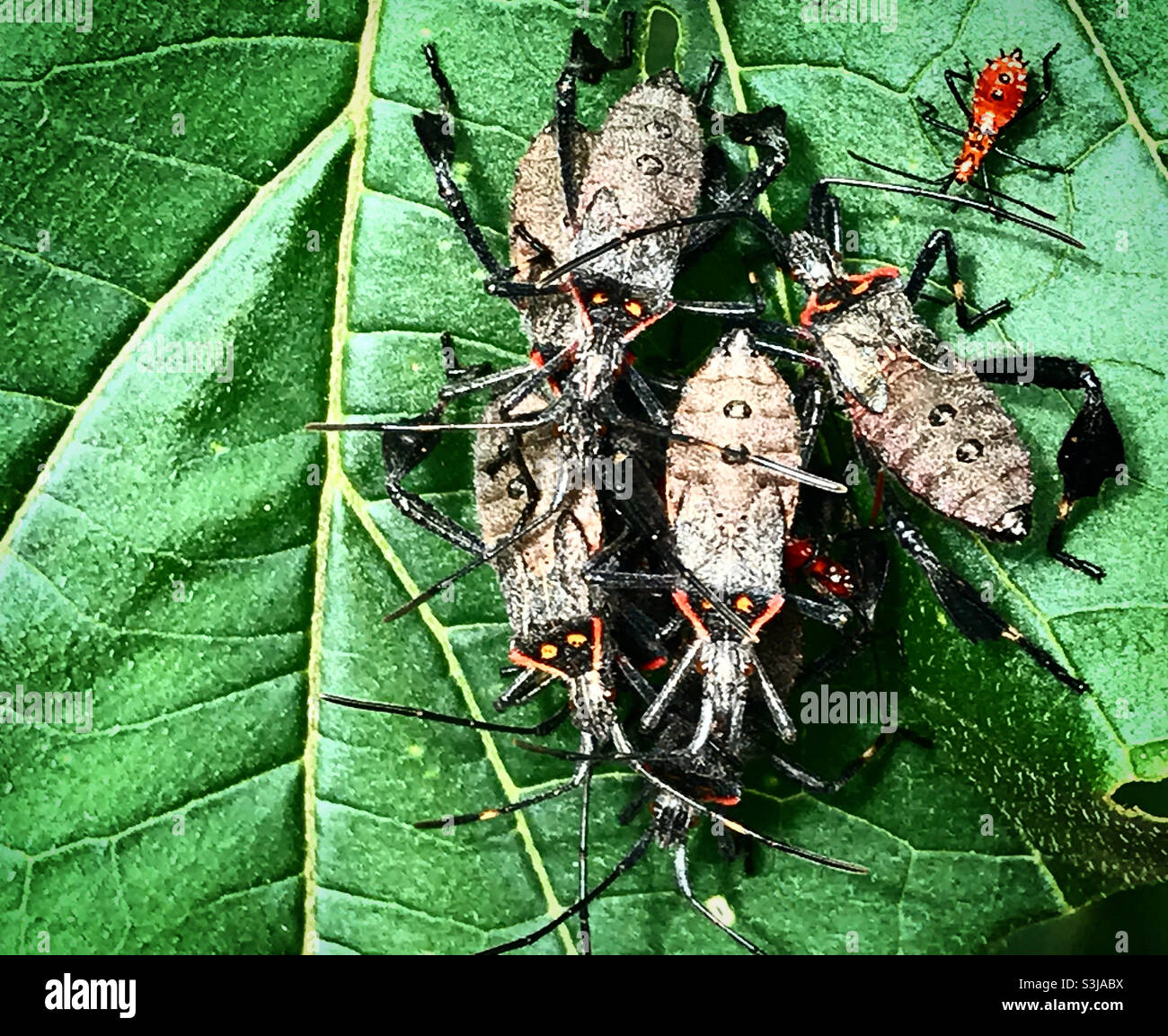 Insetti posano su una foglia verde in una foresta in Messico Foto Stock