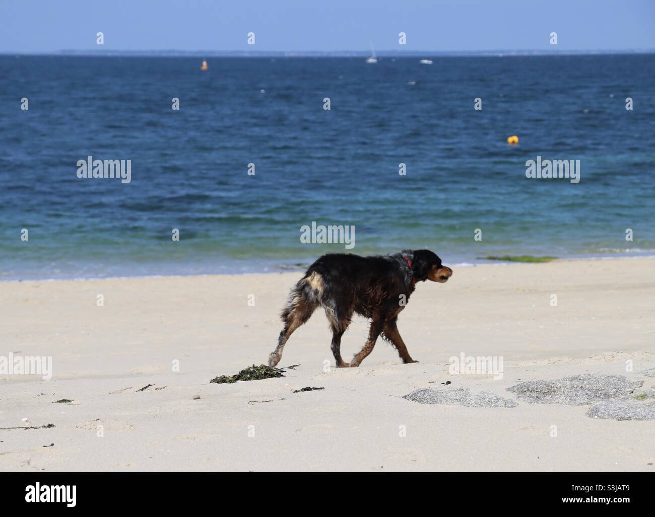 Wet dog a piedi in spiaggia - Immagine stock catturata con smartphone