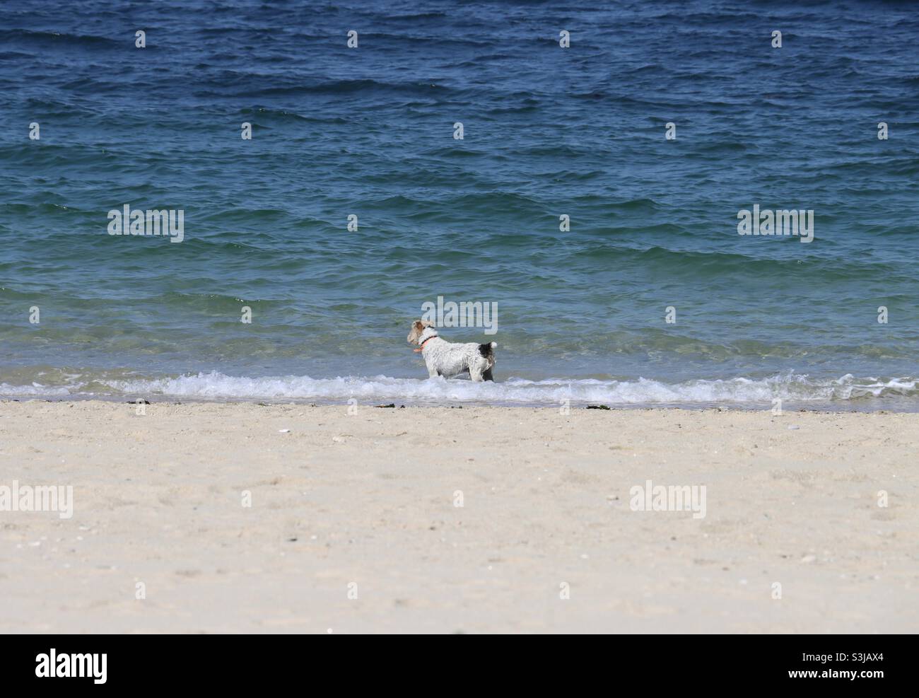 Cane , volpe terrier in mare - Immagine stock catturata con smartphone