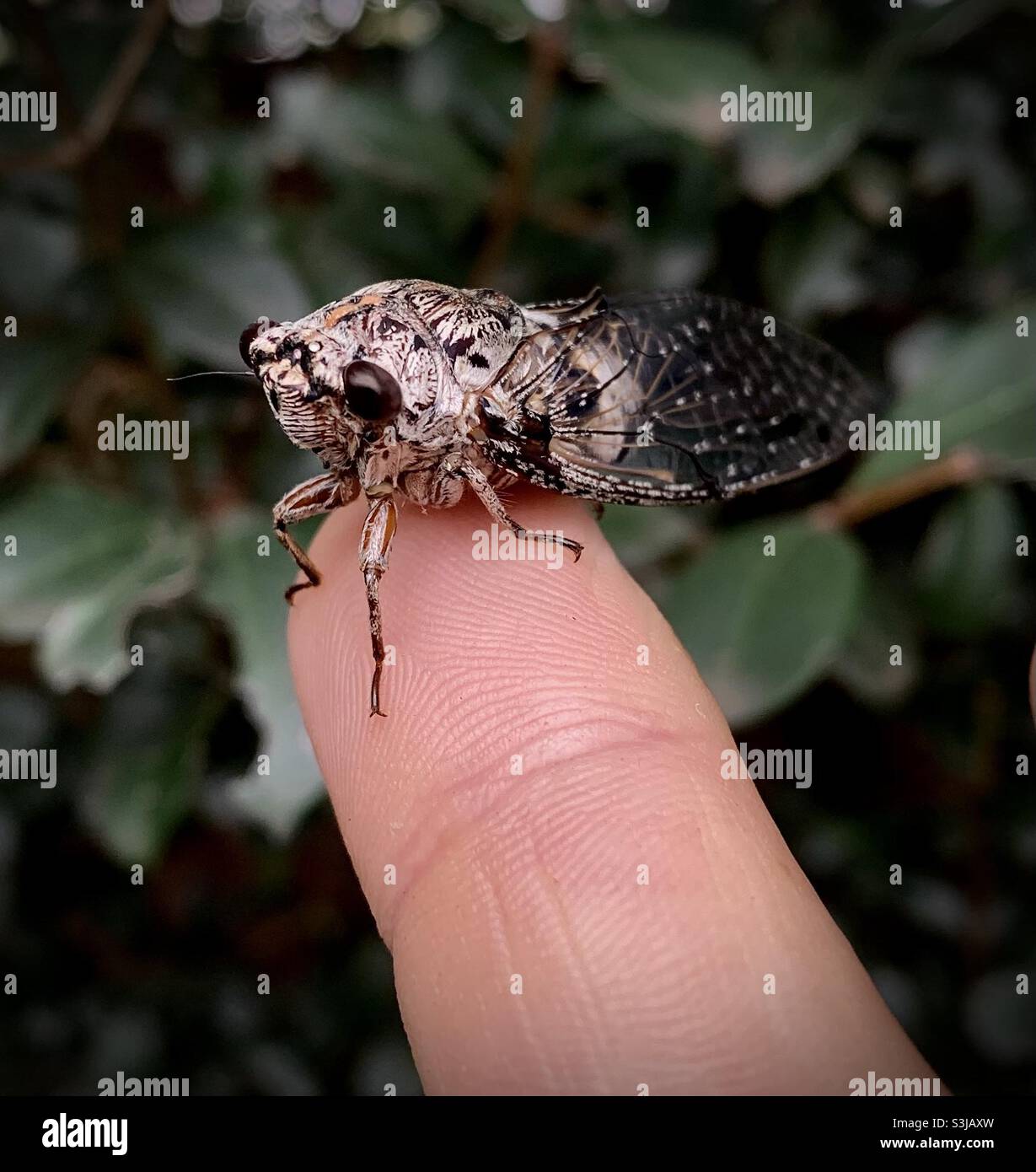 Giardino insetto l'australiano Cicada, Floury Baker Abricta curvicosta seduta alla fine del mio dito Foto Stock
