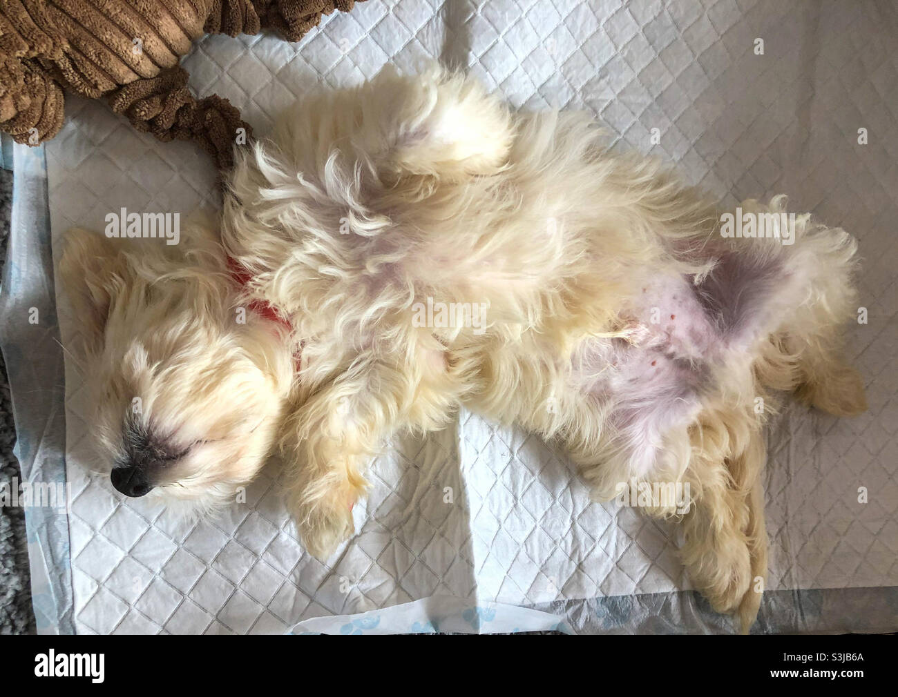 Un cucciolo di cavapoo che dorme sulla schiena. Foto Stock