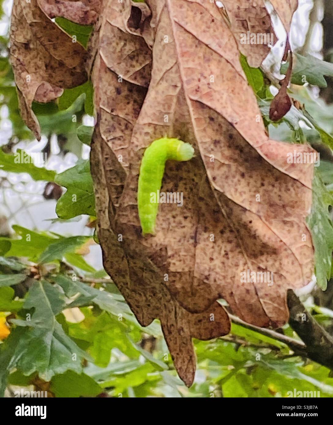 Caterpillar su una foglia a Rhydargaeau, Carmarthenshire, Galles. Settembre 2021. Foto Stock