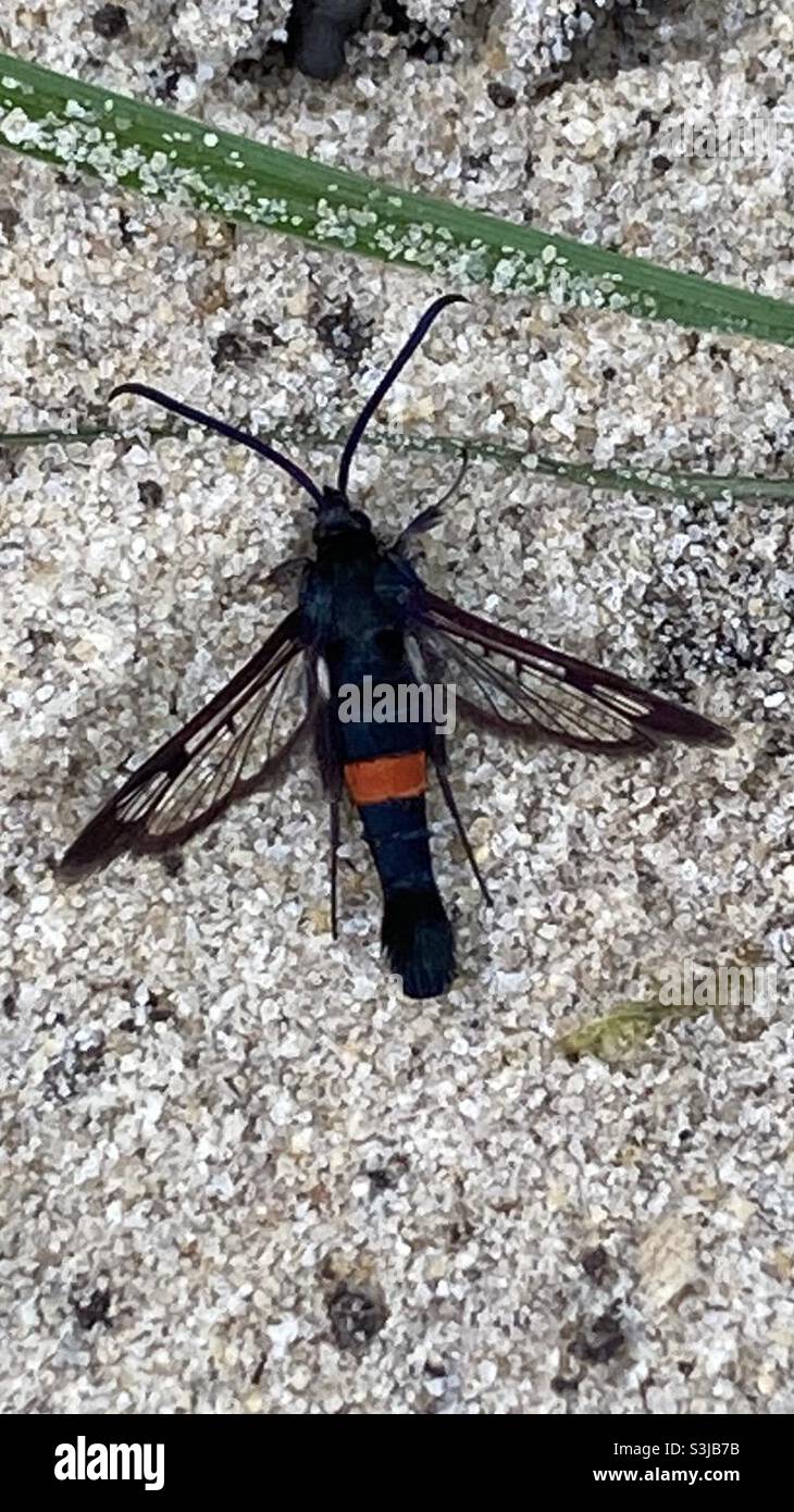 Questo bug trovato nel mio giardino una creatura così bella con dettagli molto interessanti Foto Stock