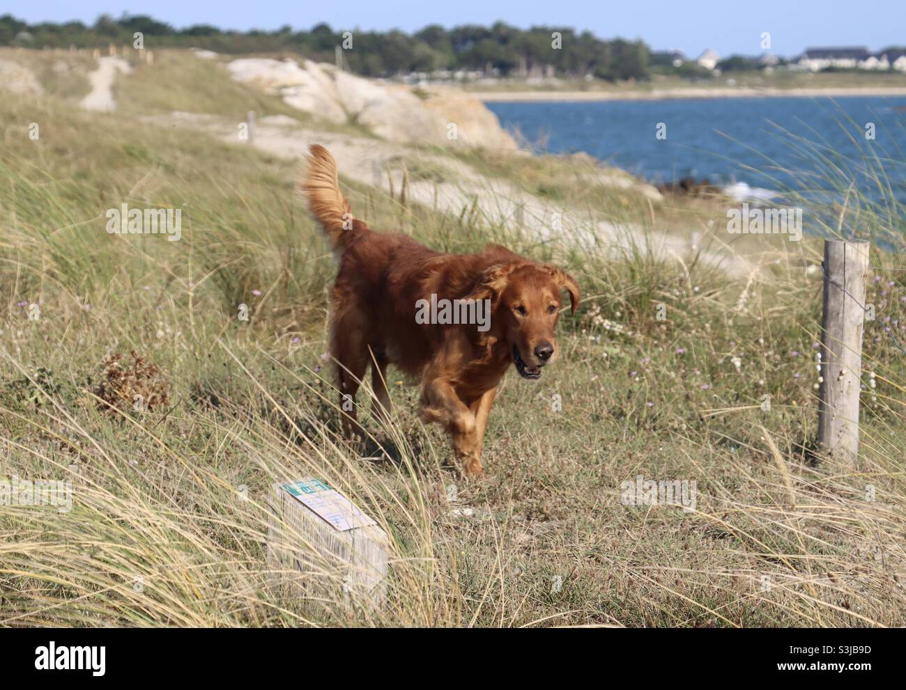 Cane a piedi nelle dune della baia di Quiberon in Bretagna, Francia - Immagine stock catturata con smartphone