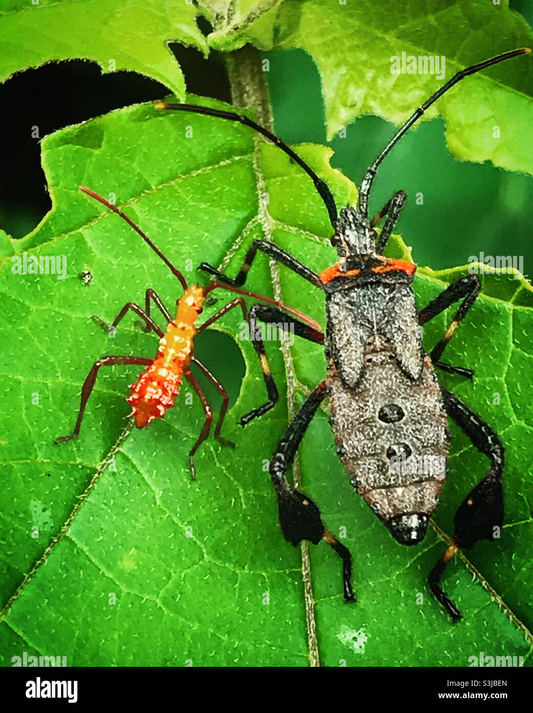 Insetti posano su una foglia verde in una foresta in Messico - Immagine stock catturata con smartphone