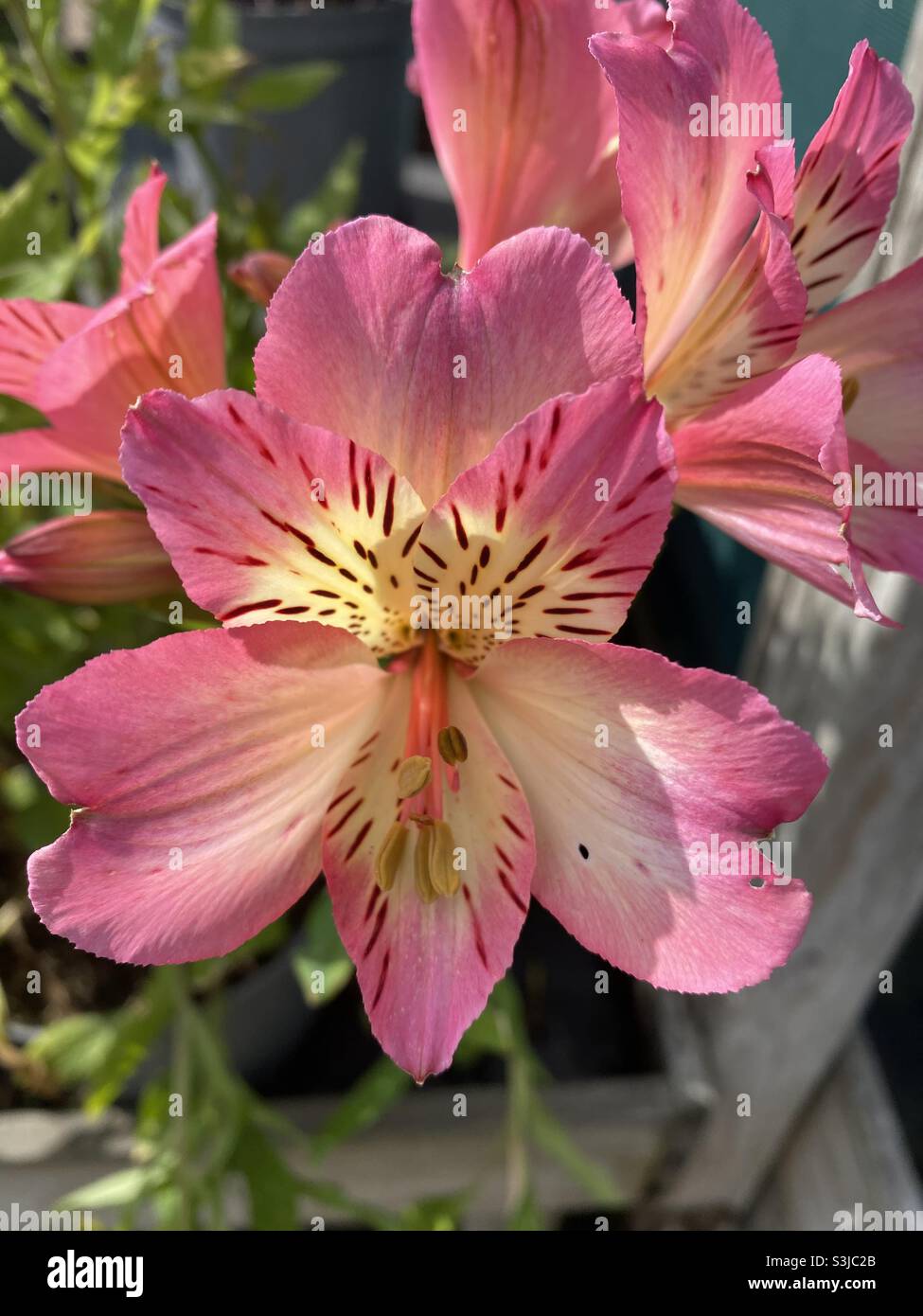 Alstroemeria "Summer Break". Foto Stock