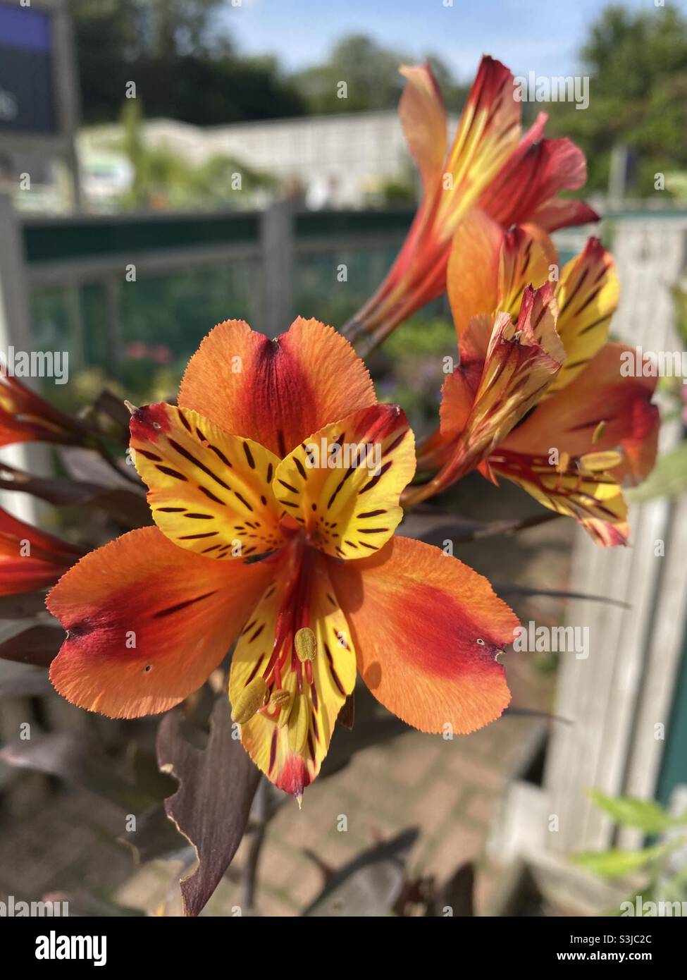 Alstroemeria “Estate indiana”. Foto Stock