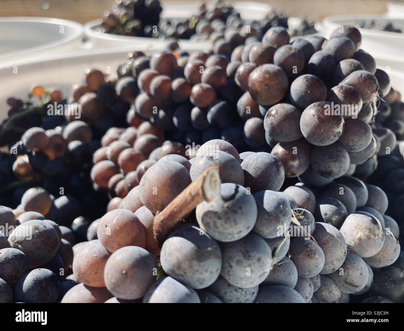 Uve Pinot Grigio mature sulla strada per la stampa durante la vendemmia nella Willamette Valley dell'Oregon. Foto Stock