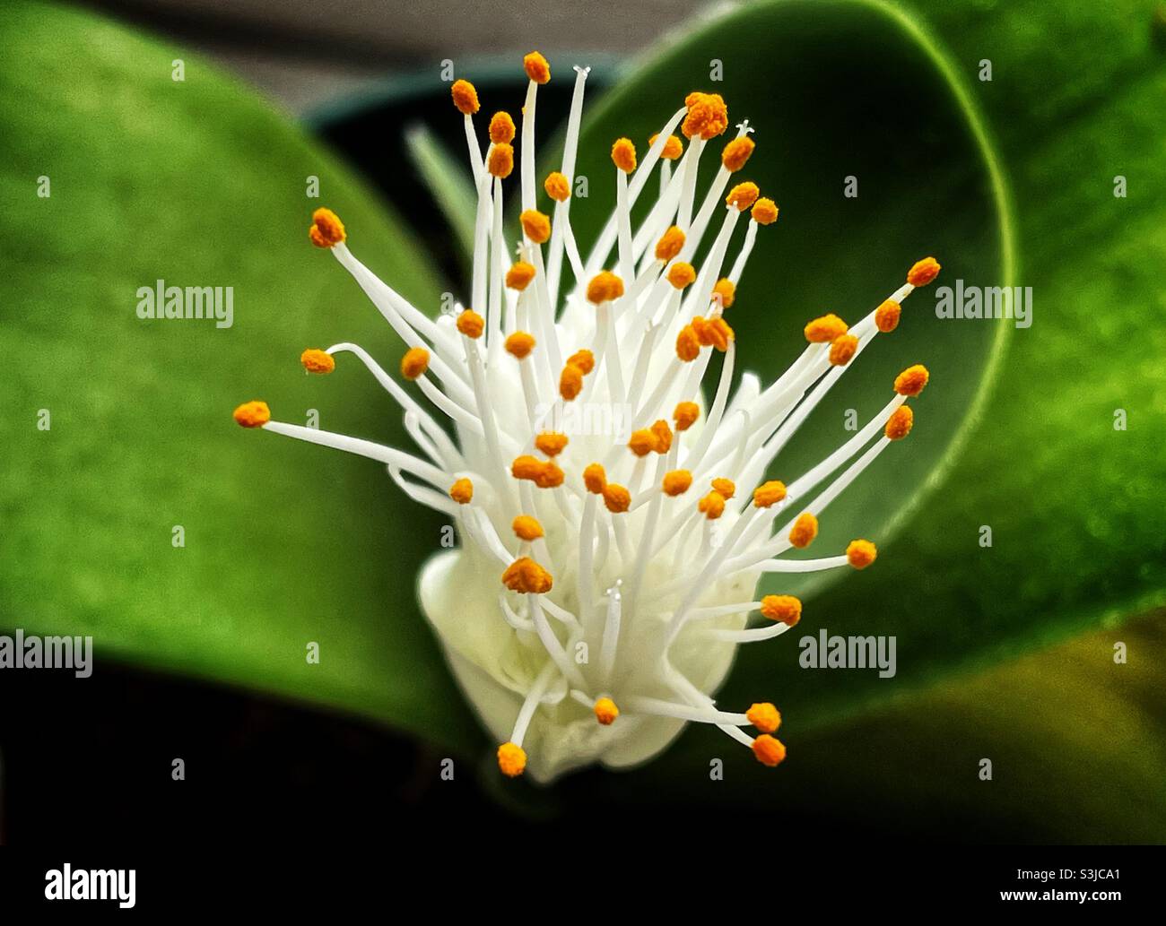 Pianta di fioritura interna Foto Stock