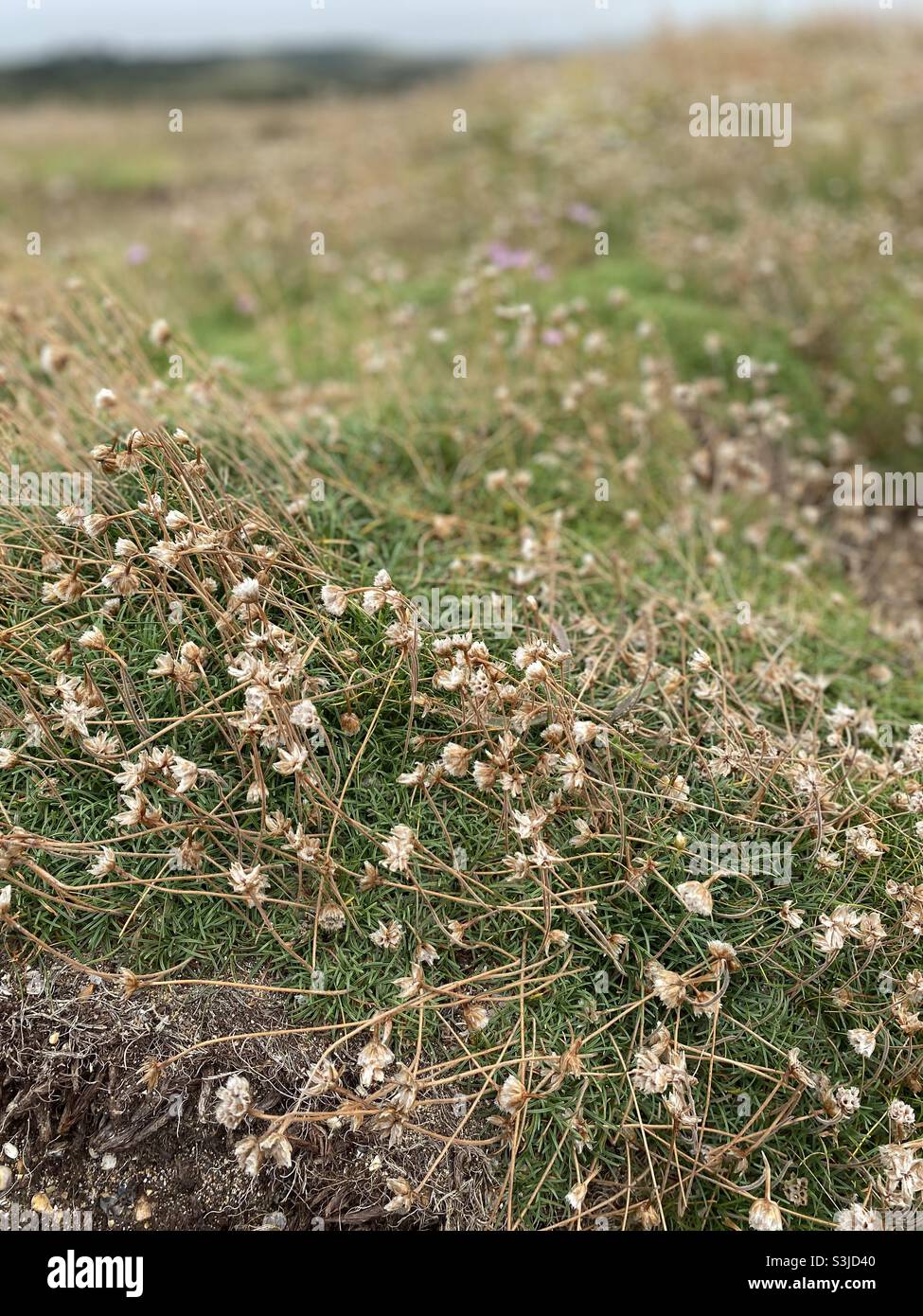 Erica costiera bianca e erbe nel vento Foto Stock