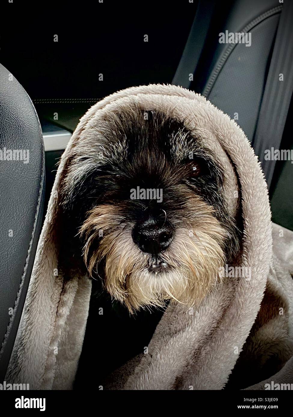 primo piano di un cairn terrier dog avvolto in una coperta e seduto sul sedile posteriore di un'auto - Immagine stock catturata con smartphone
