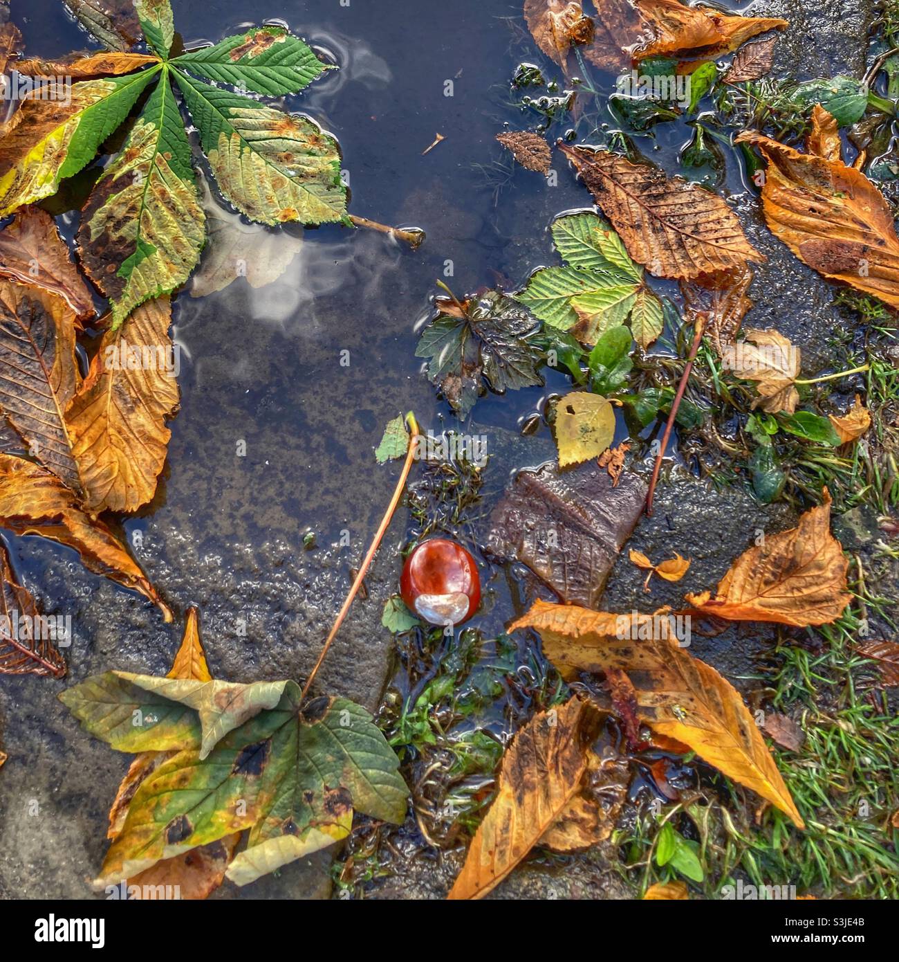 Riflessi di autunno Foto Stock