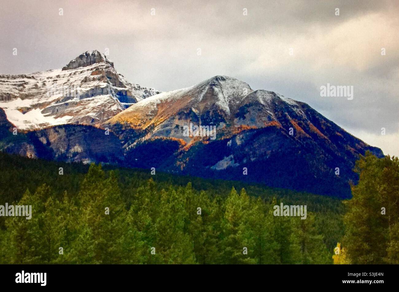 Larice dorato, (Pseudolarix amabilis), Montagne Rocciose canadesi , nei pressi del lago Louise, Alberta, Canada Foto Stock