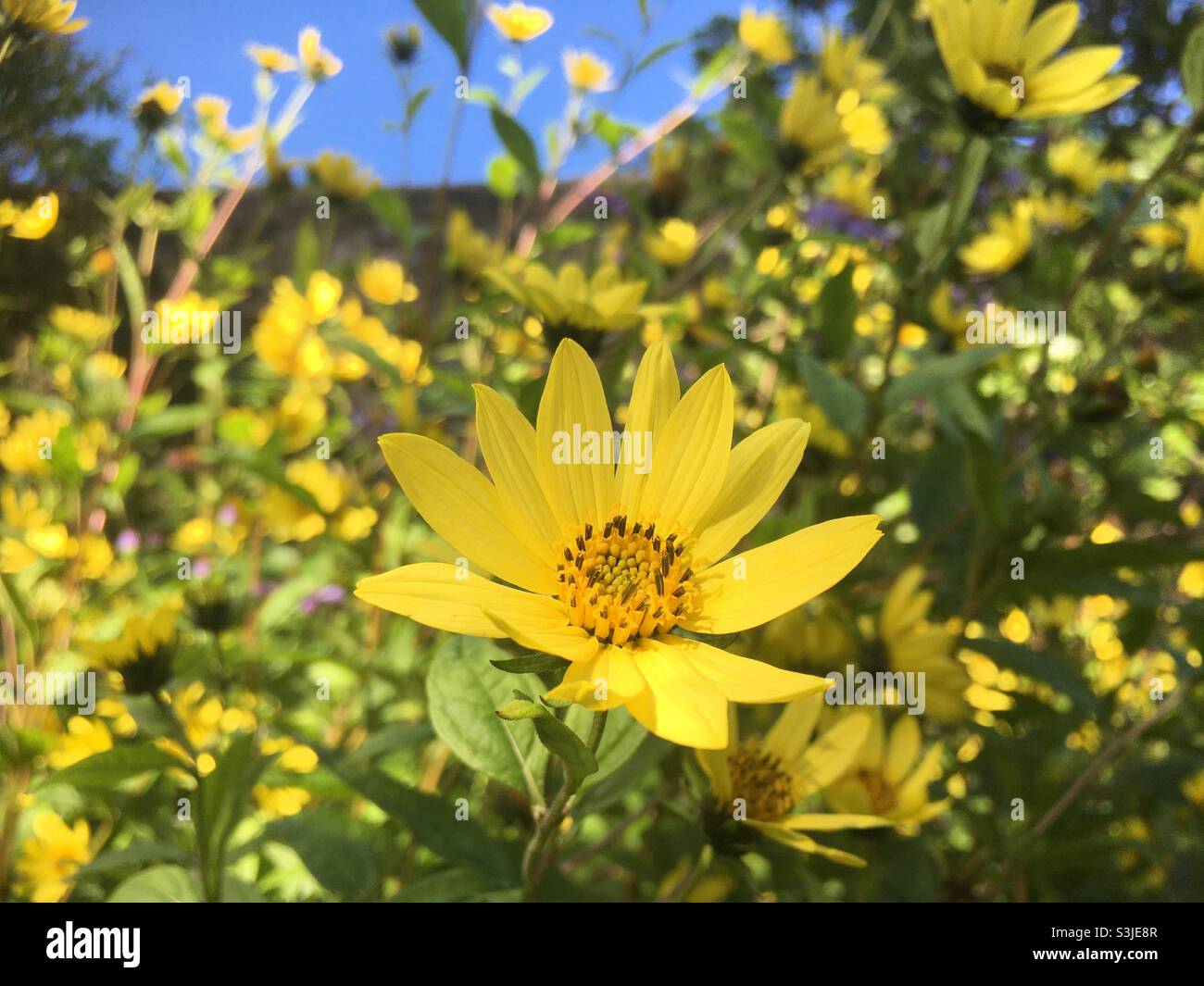 Fiore, giallo, cielo, cielo blu, natura, fiori , giardino, gioia, luminoso, uplift, energia Foto Stock