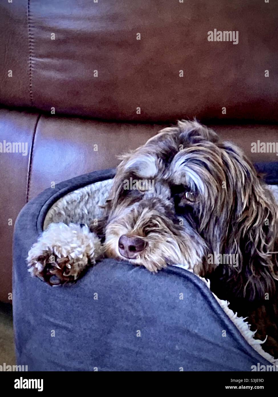 Piccolo Cockapoo profondo nel pensiero. Foto Stock