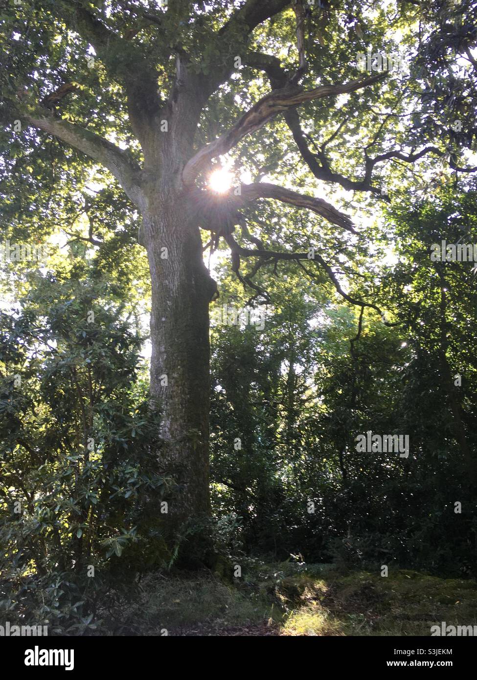 Foresta, alberi, luce del sole, autunno, autunnale, sole, verde, foglie - Immagine stock catturata con smartphone