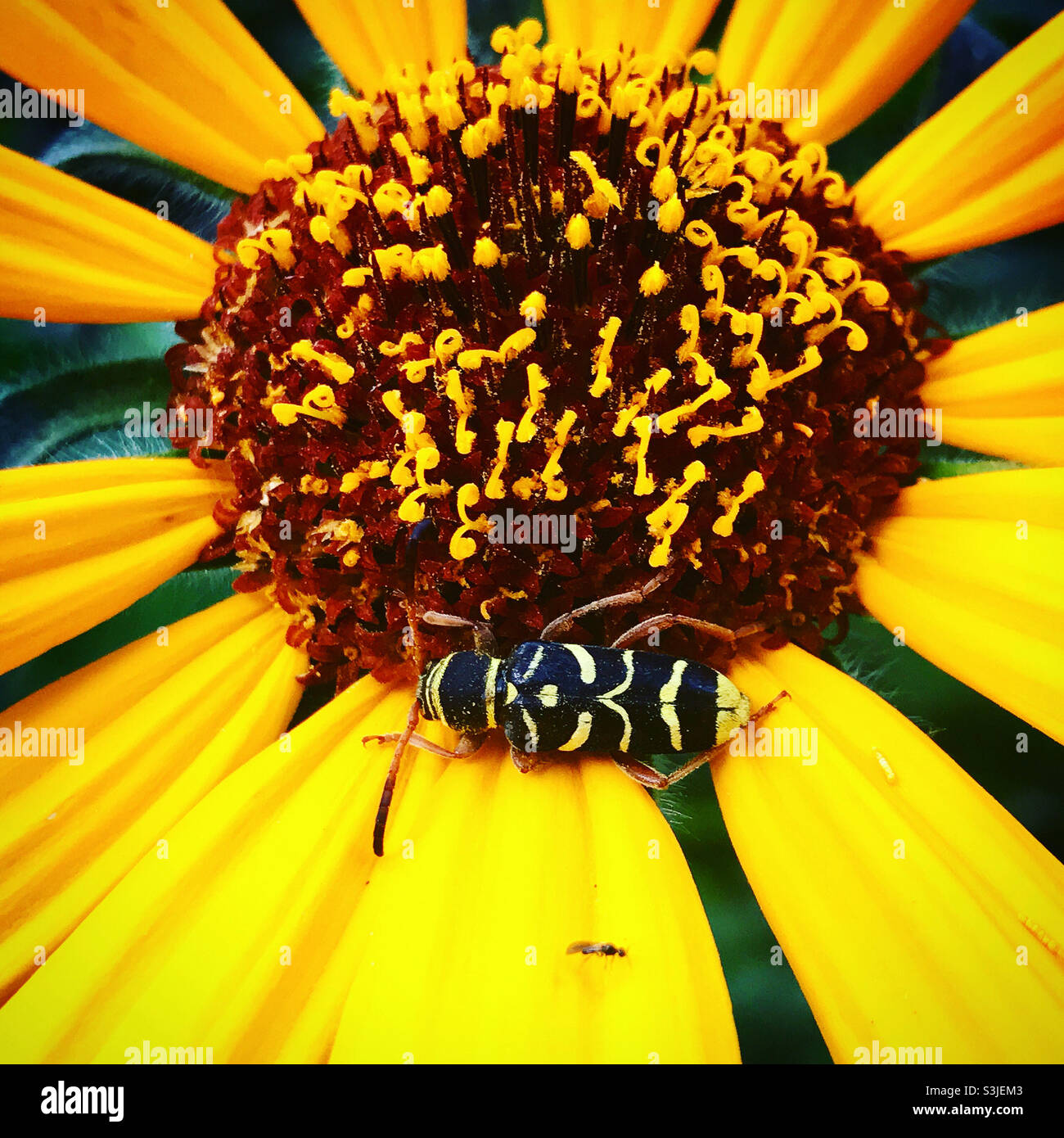 Un bug colorato perches su un fiore giallo in una foresta in Messico Foto Stock