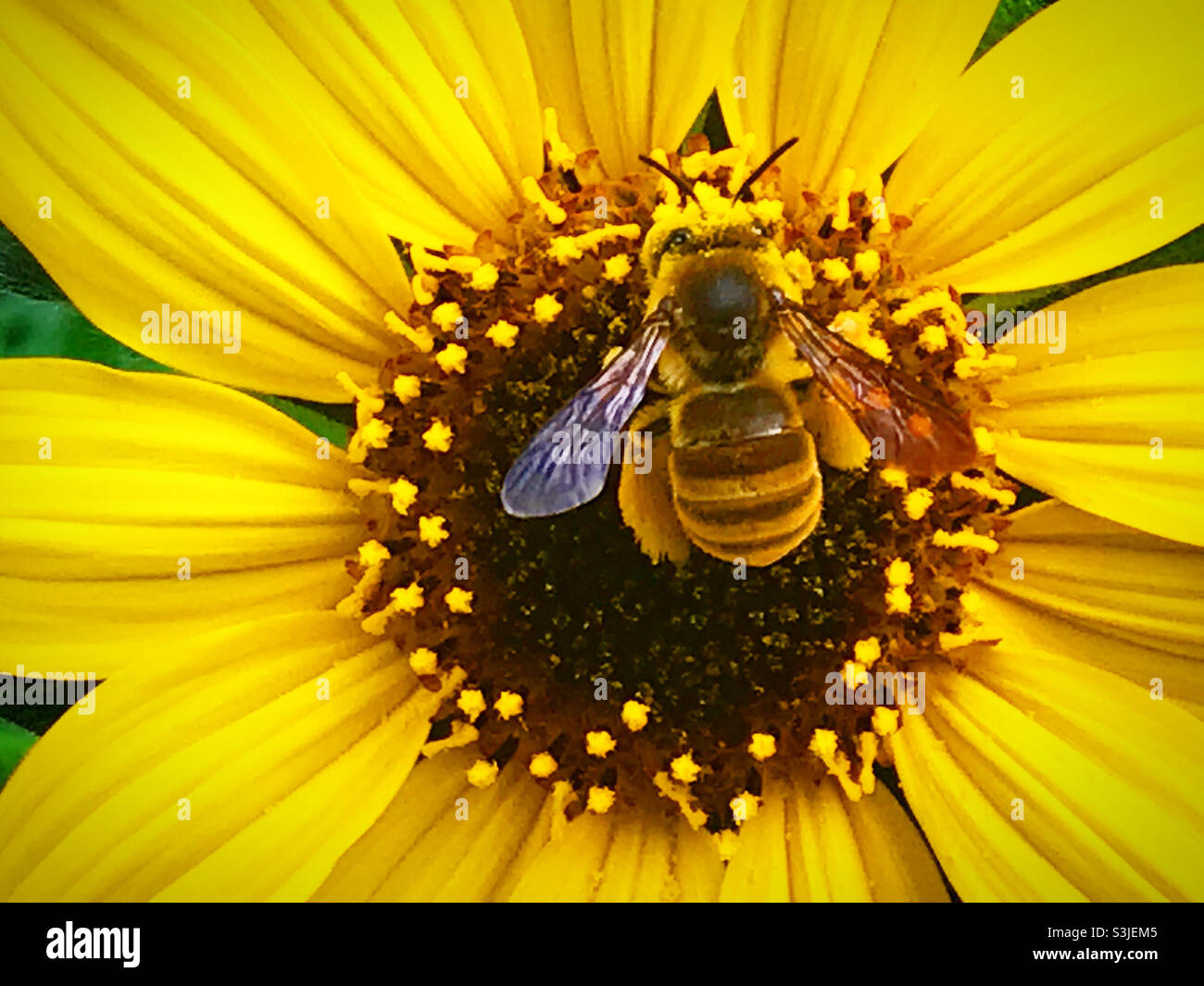 Un'ape homero perches su un fiore giallo in una foresta in Messico Foto Stock