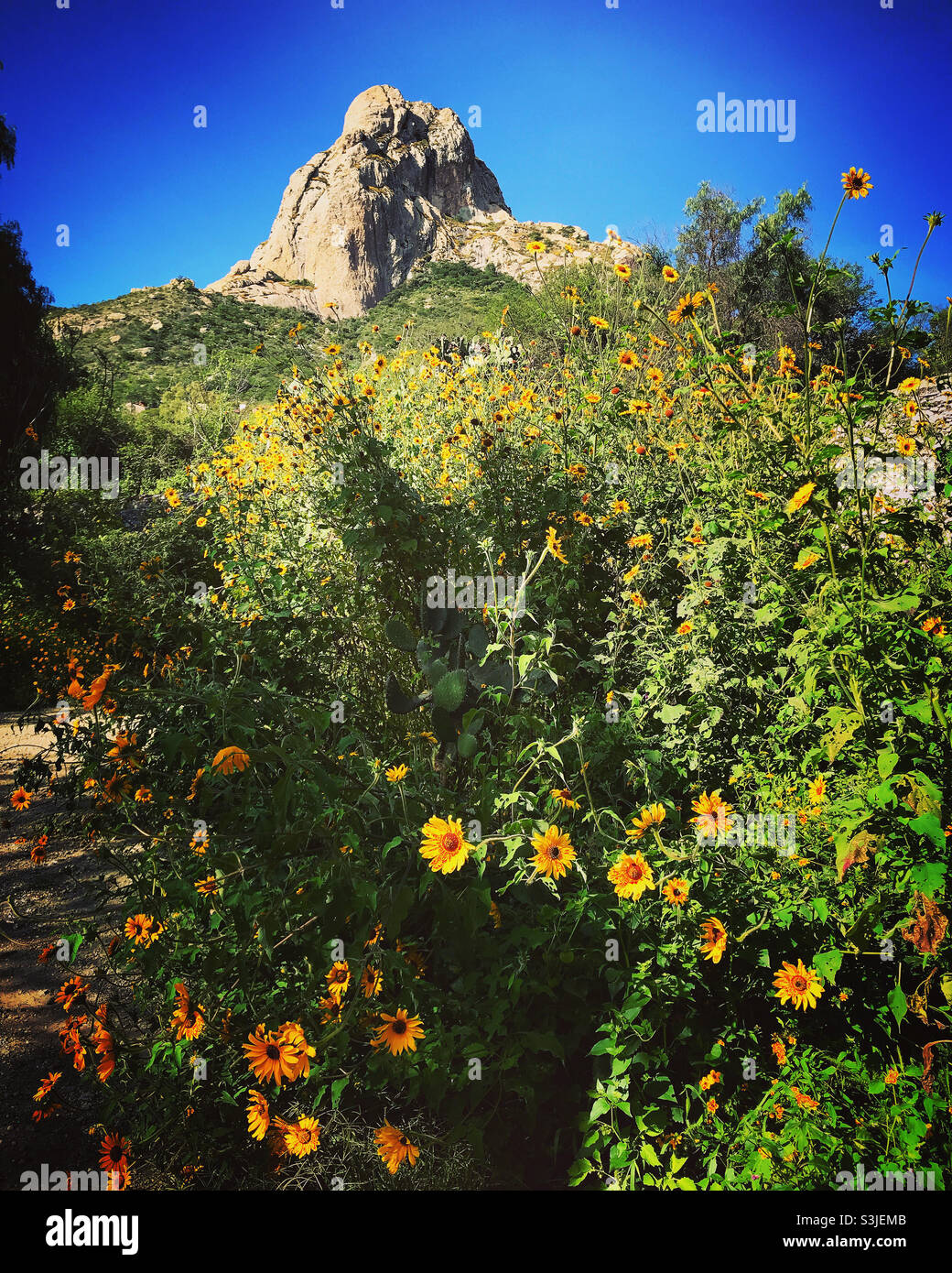 Margherite in una foresta di fronte al Peña de Bernal in San Sebastian Bernal in Queretaro Stato, Messico - Immagine stock catturata con smartphone