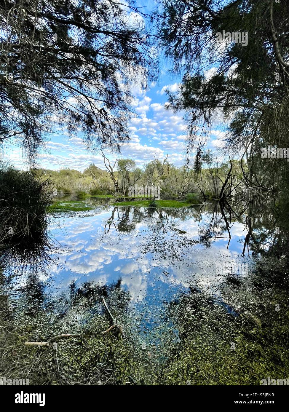 Baigup Wetlands da Swan River Perth Australia Occidentale Foto Stock