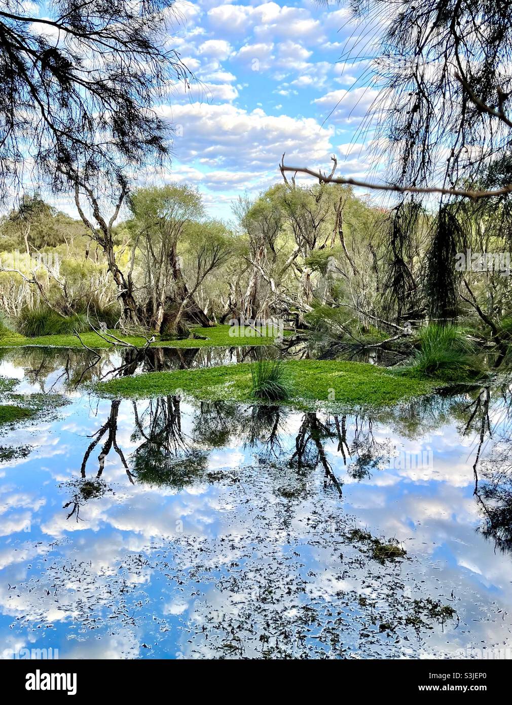 Baigup Wetlands acquistare Swan River Perth Australia occidentale Foto Stock
