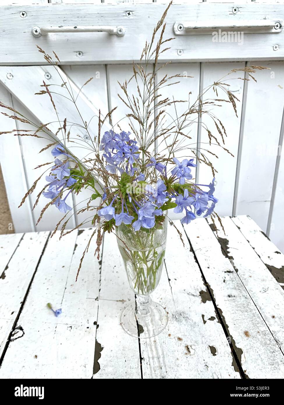 Plumbago con erbe in un vaso di vetro. Sfondo bianco. Corsica, Francia. Plumbago auriculaire. Foto Stock