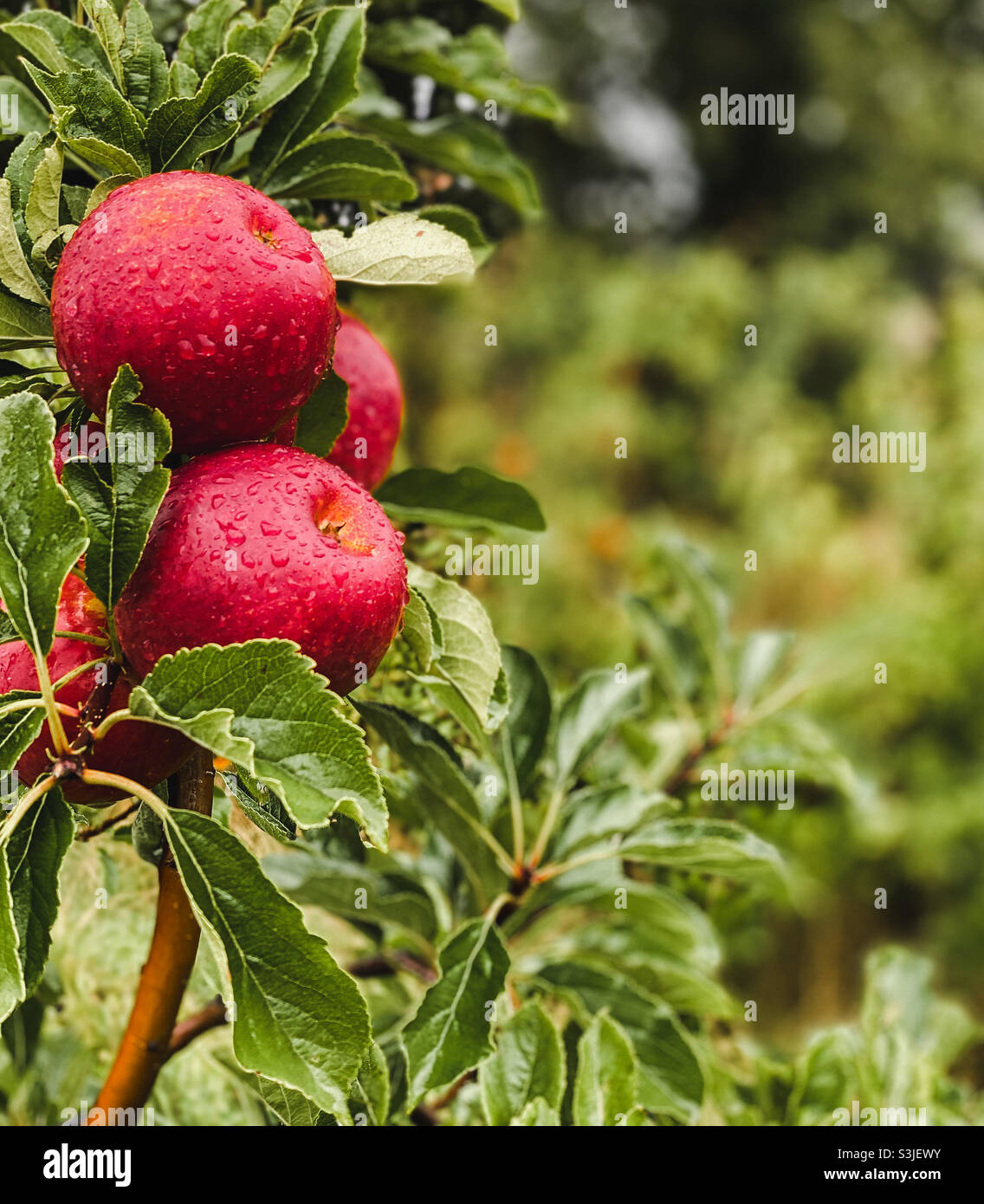Mele rosse, mature con acqua piovana sul ramo, South Somerset Foto Stock