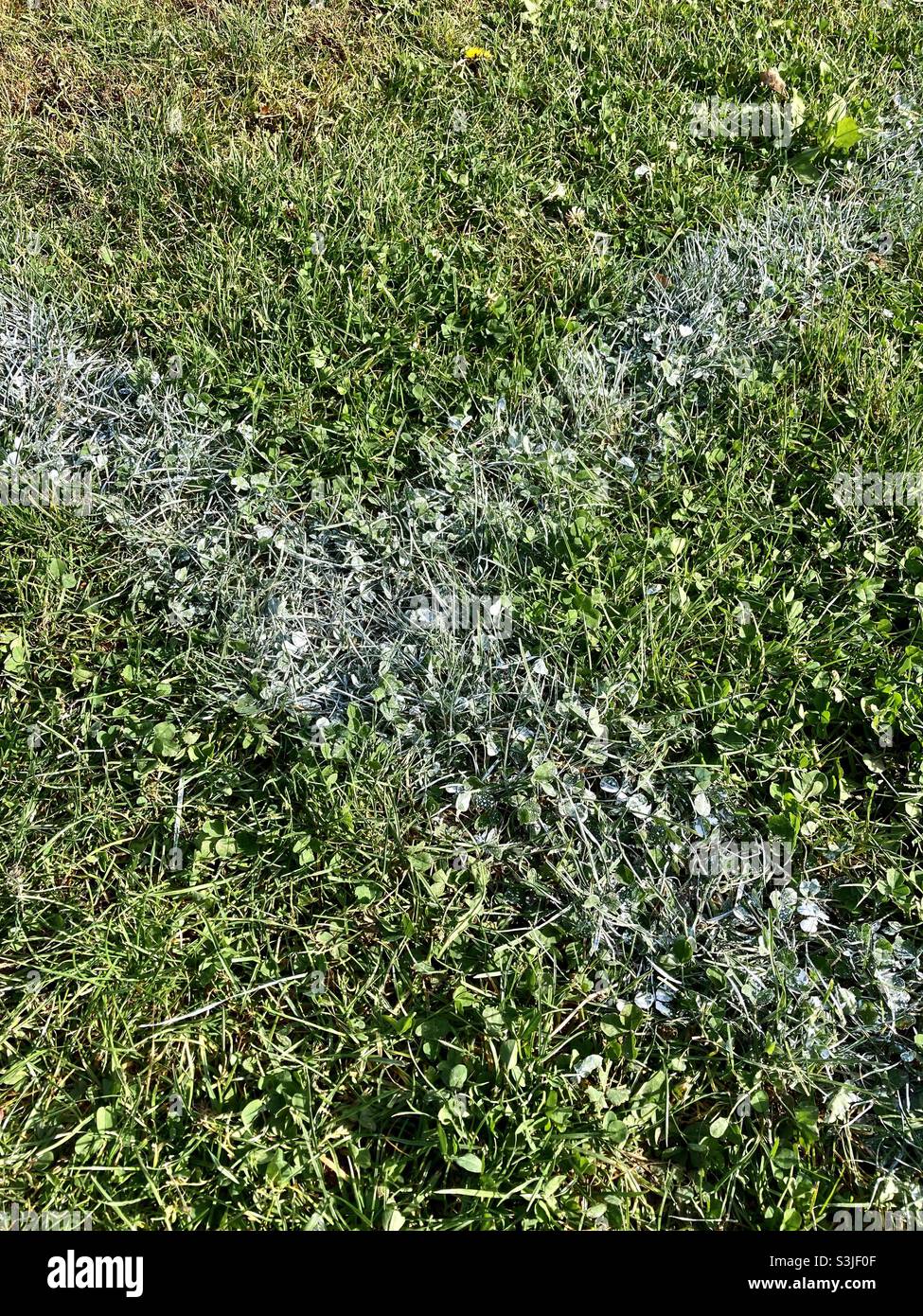 Le linee bianche del gesso sul tappeto erboso di un campo di calcio si  incrociano Foto stock - Alamy