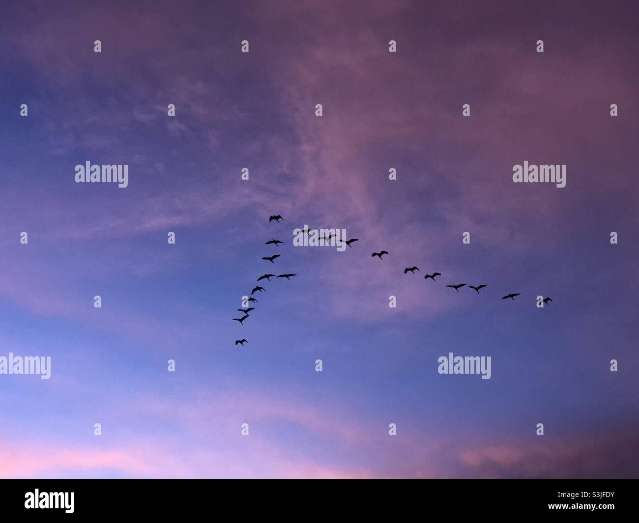 Gli uccelli del cielo Foto Stock