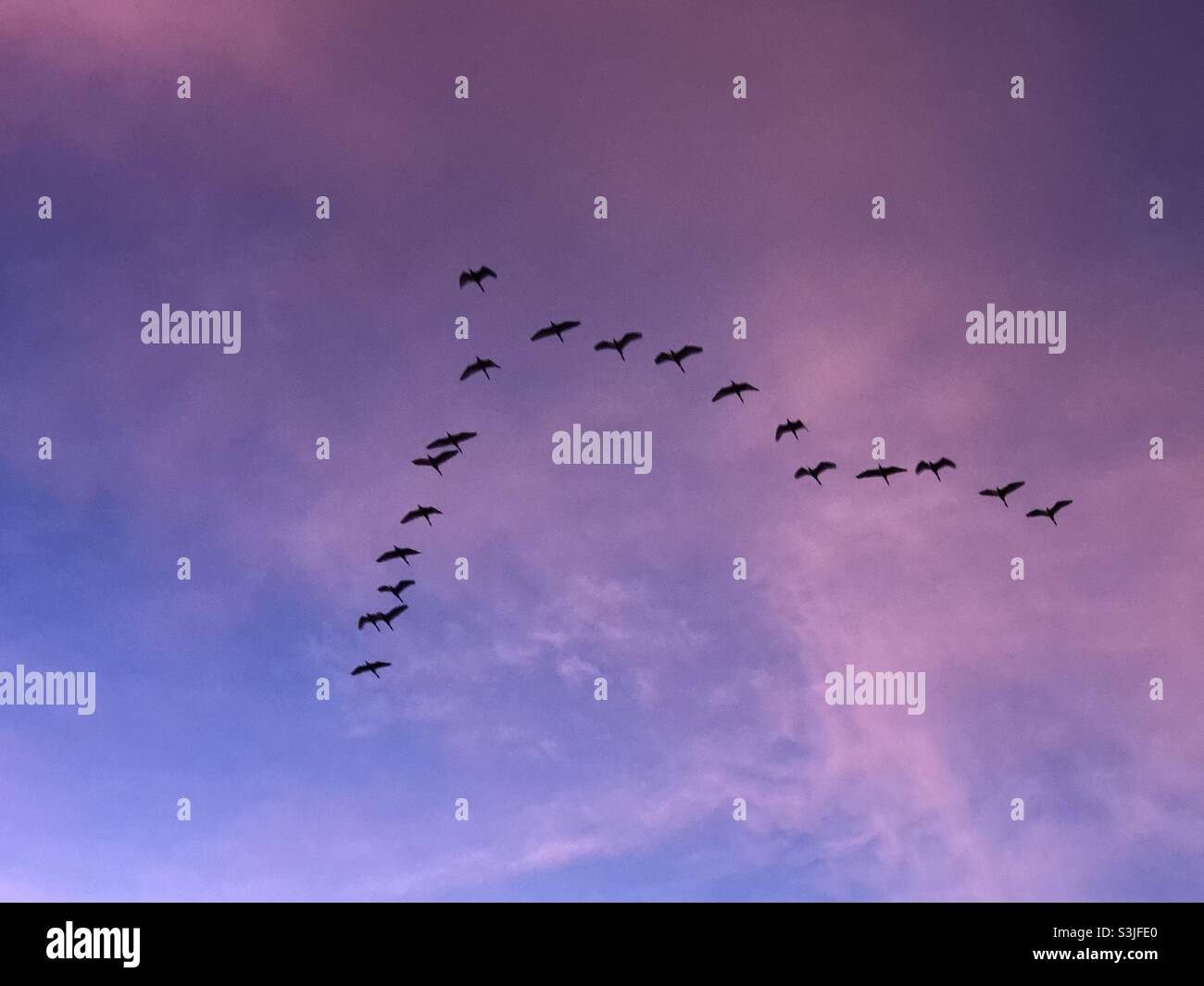 Uccelli che vola nel cielo Foto Stock