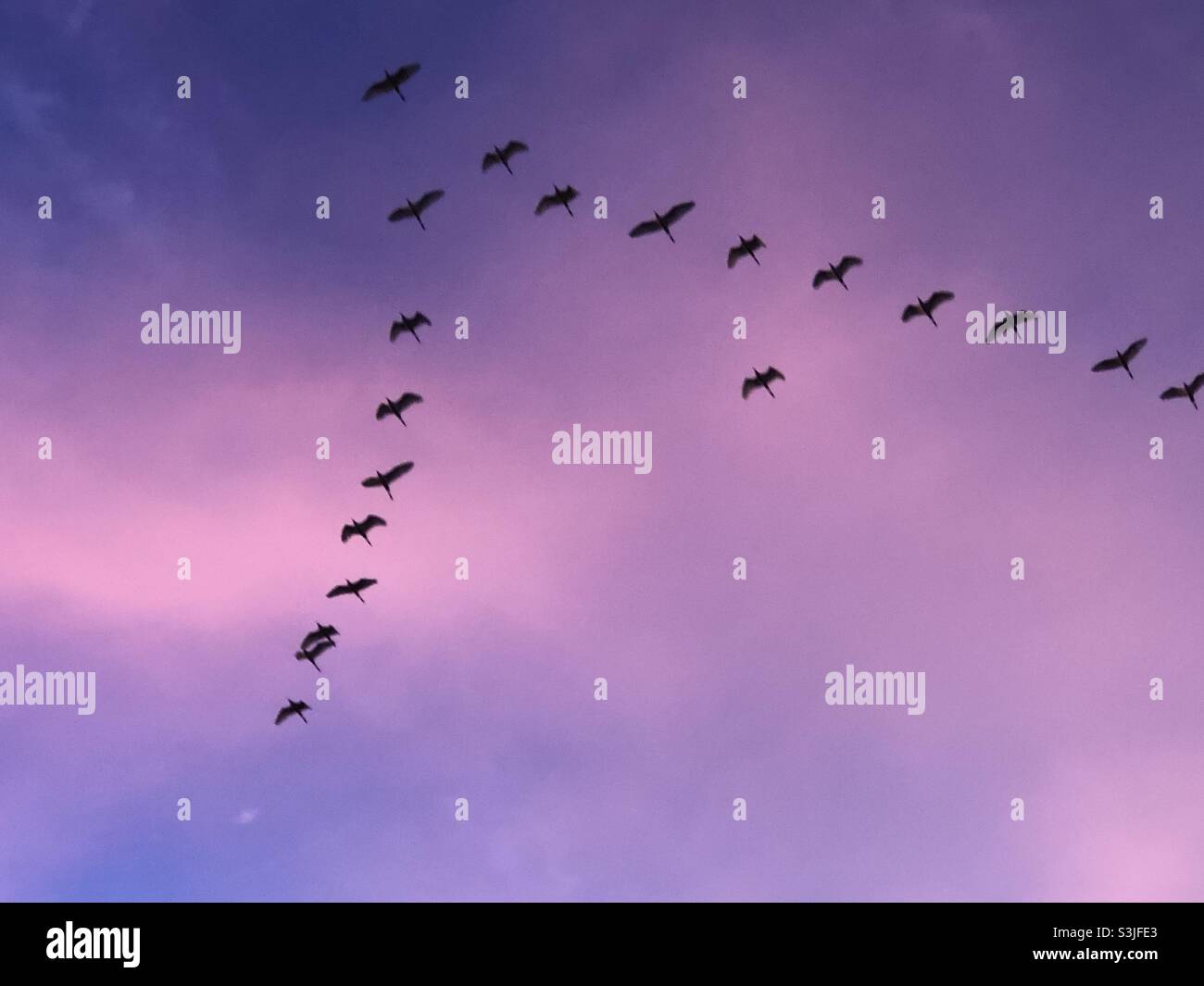 Uccelli nel cielo volare Foto Stock