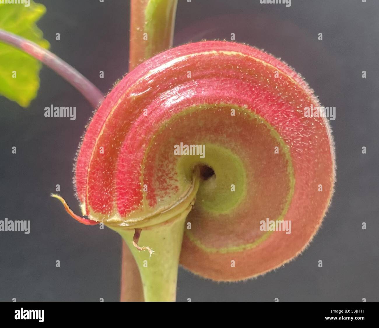 Okra rosa come pianta ornamentale. - Immagine stock catturata con smartphone