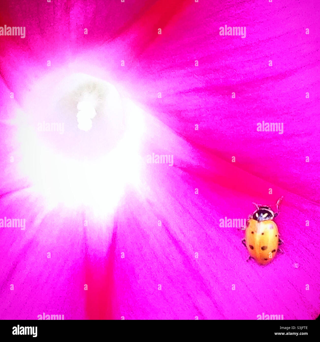 Un ladybug giallo perches su un fiore viola in una foresta a San Sebastian Bernal, Queretaro Stato, Messico Foto Stock