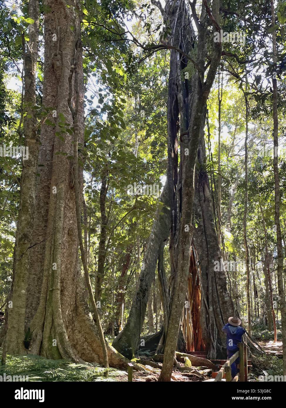 Albero gigante di fichi Strangler (Ficus watkinsiana), Bunya Mountains National Park, Queensland, Australia Foto Stock