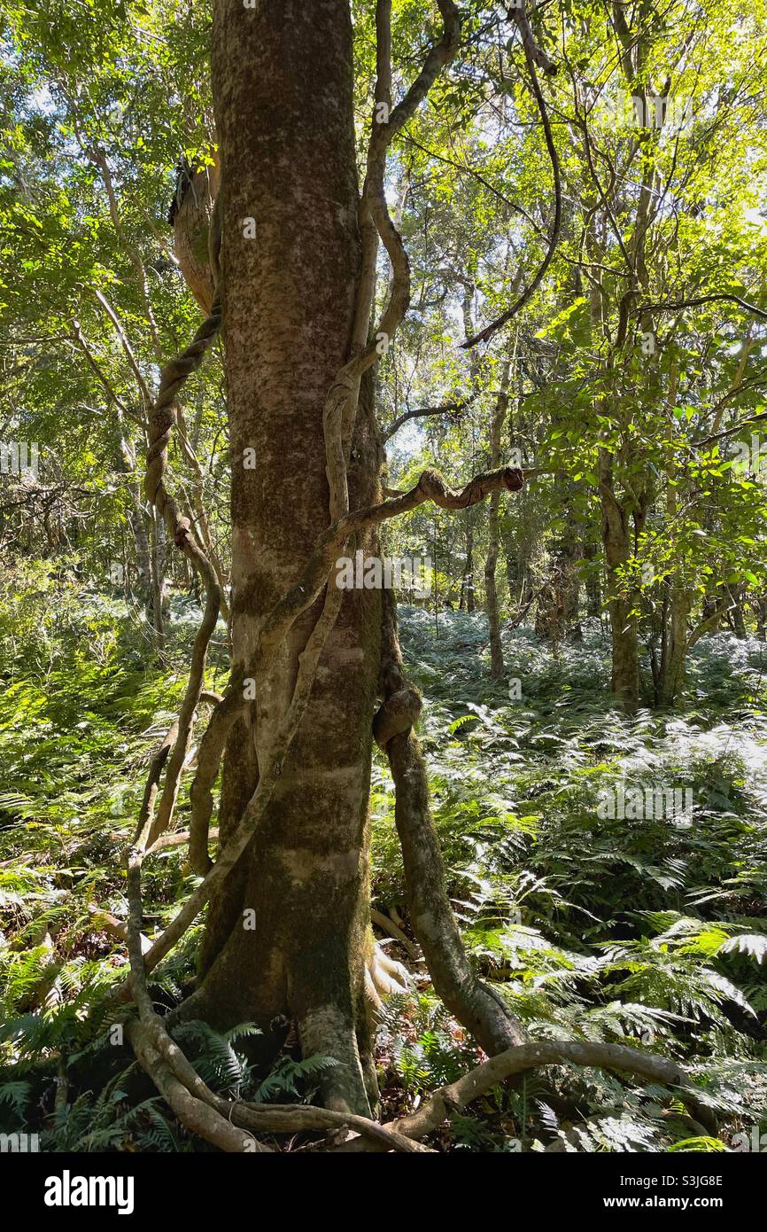 Alberi e viti aggrovigliati nella foresta pluviale nel Bunya Mountains National Park, Queensland, Australia Foto Stock