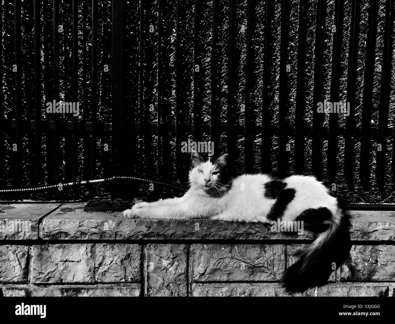 Gatto vagante che giace da ringhiere metalliche - Immagine stock catturata con smartphone