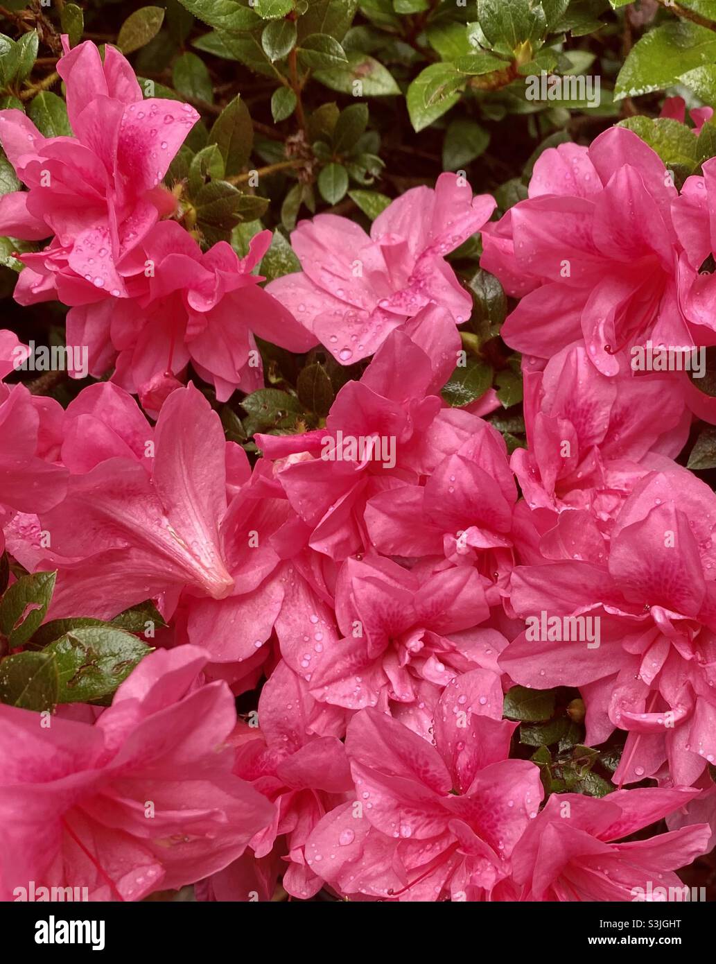 Azzalee in fiore cosparse di gocce di pioggia Foto Stock