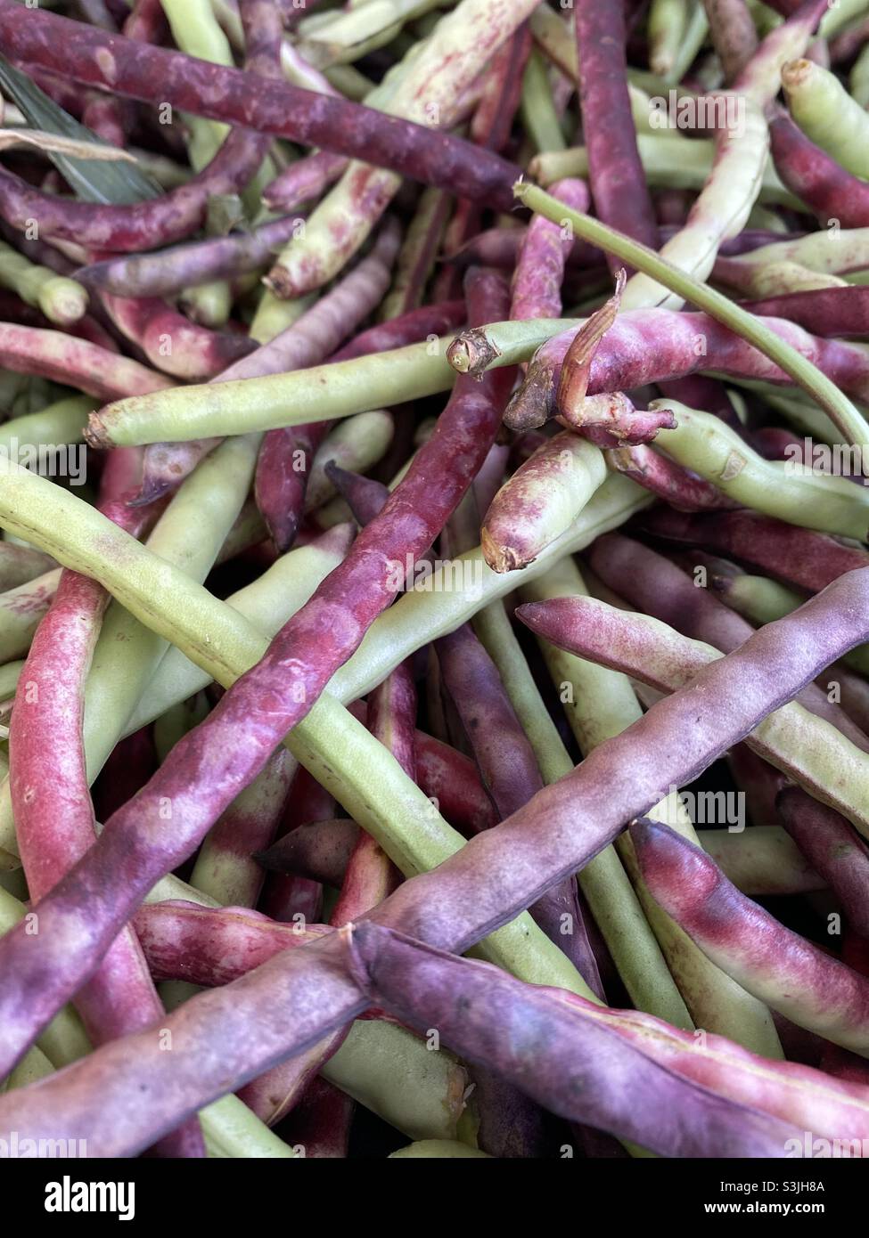 Fagioli a corda verdi e viola sul mercato agricolo. Foto Stock