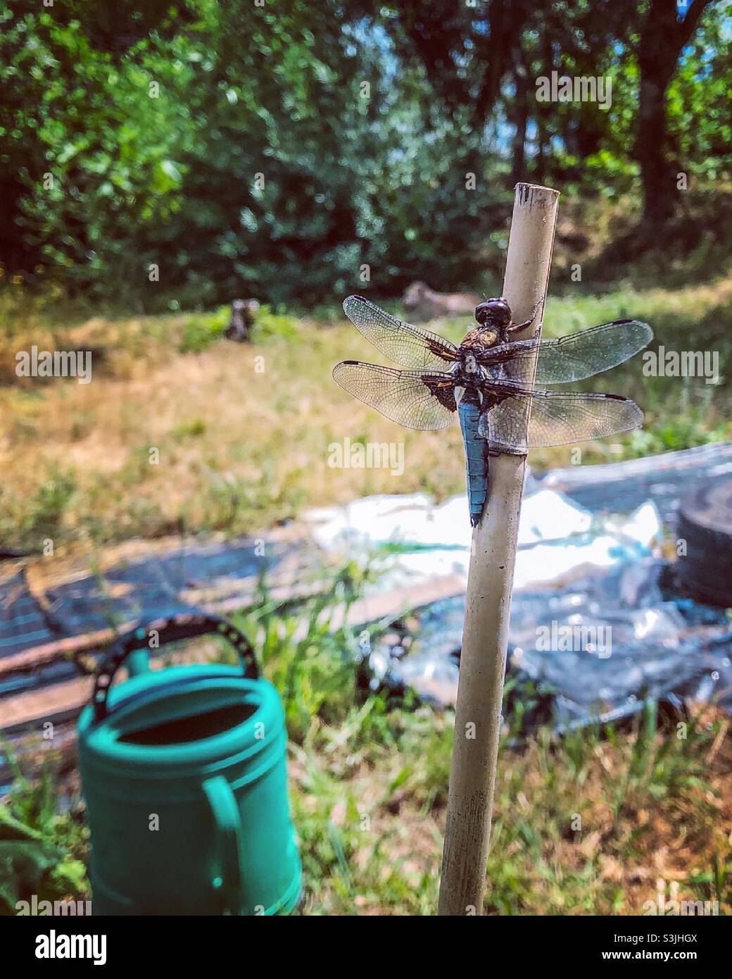 Dragonfly arroccato su una canna in un giardino verde e soleggiato, con annaffiatura può essere visibile sullo sfondo - Immagine stock catturata con smartphone