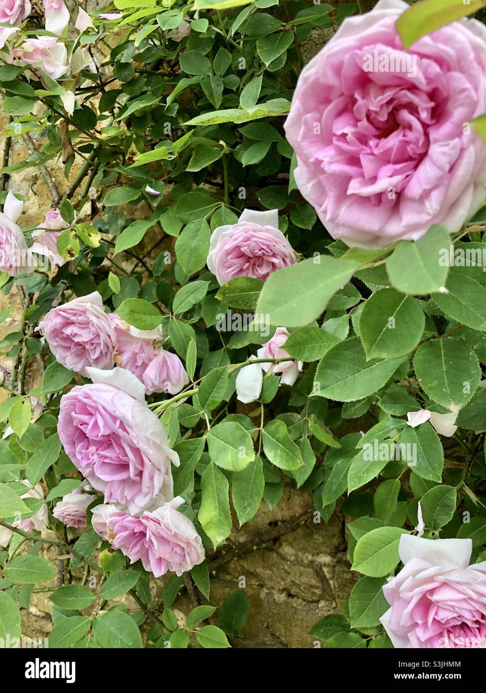 Rosa vecchia rosa che si arrampica su un muro di pietra Foto Stock