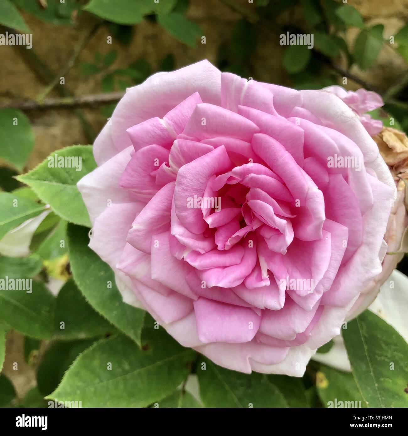 Primo piano di una rosa antica rosa Foto Stock