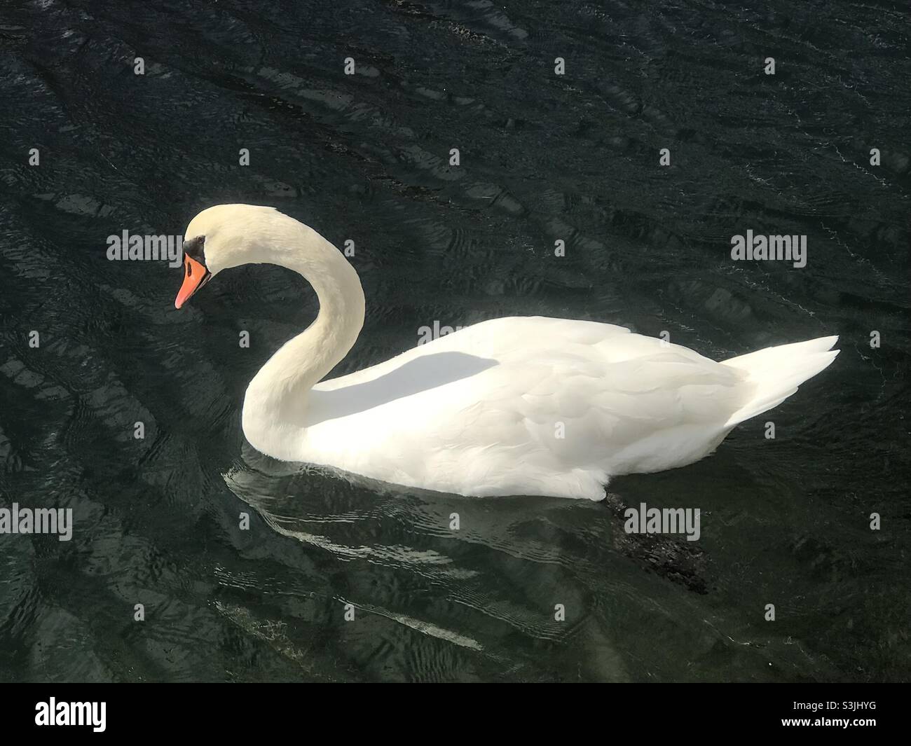 Un cigno che nuota nel fiume Krka vicino alla città di Skradin, Croazia Foto Stock